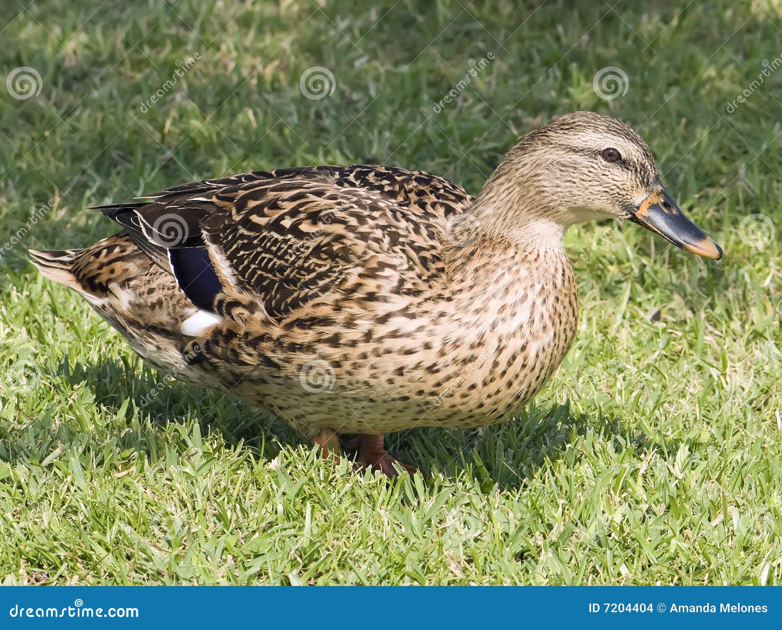 Female mallard stock photo. Image of feather, bird, detail 7204404