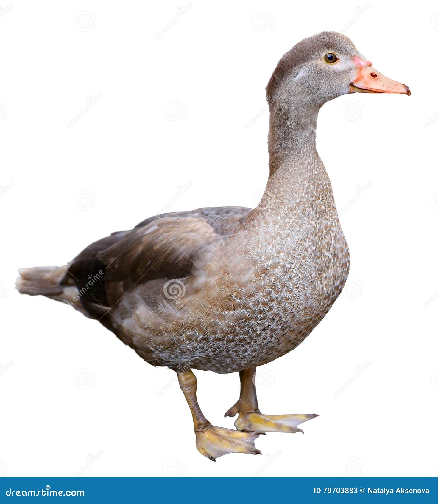 Female Mallard with Clipping Path, Standing in Front of Isolated on