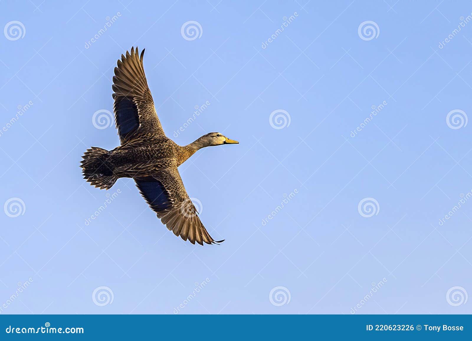 female mallard duck in flight, wingspan