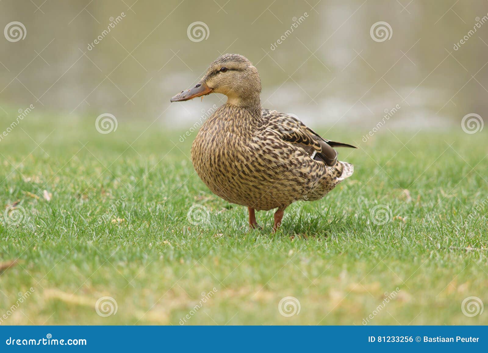 A Lovely Female Mallard Duck Stock Photo Image of female, blur 81233256