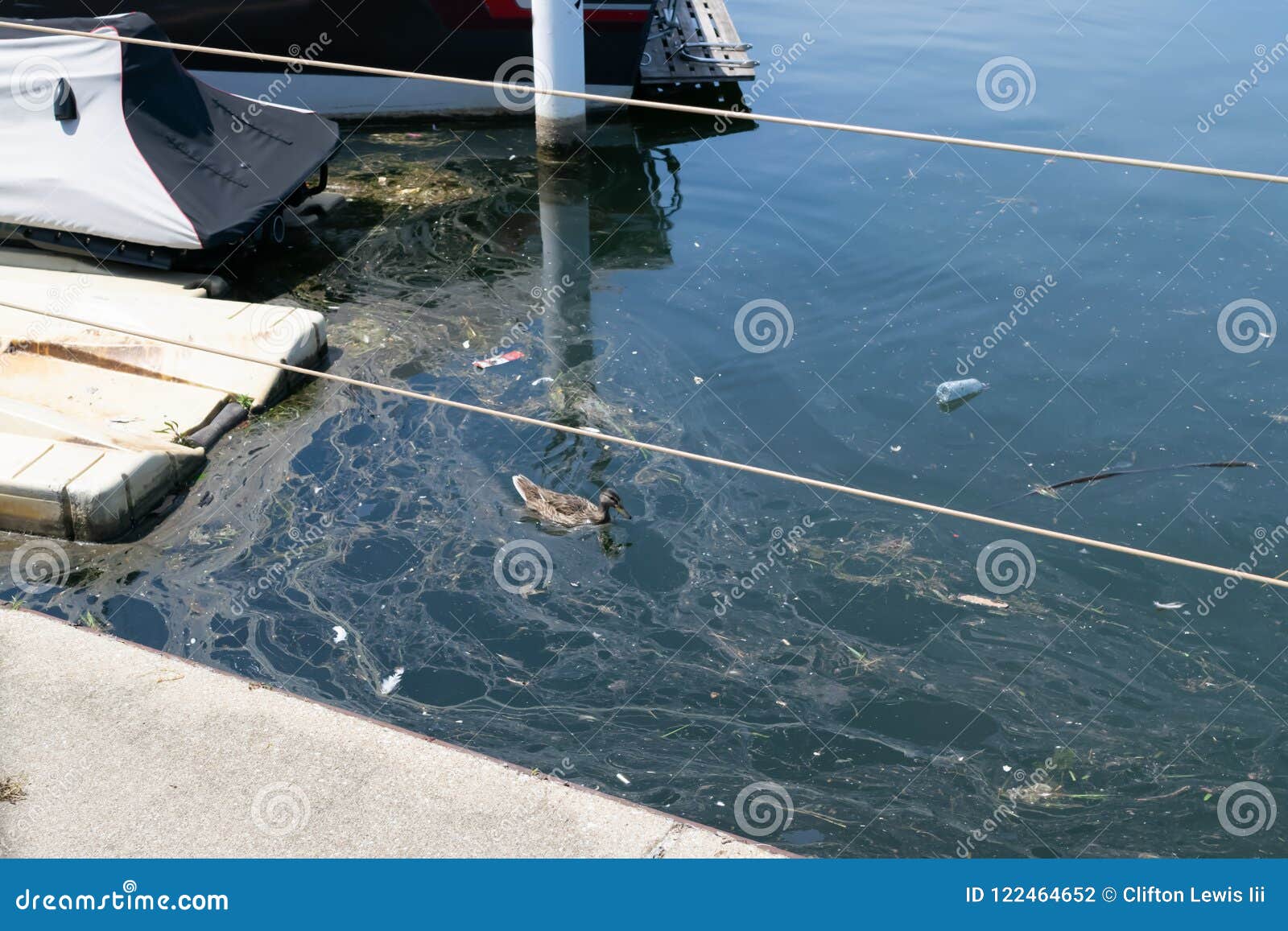 Female Mallard Duck Swimming In Polluted Water. Stock 