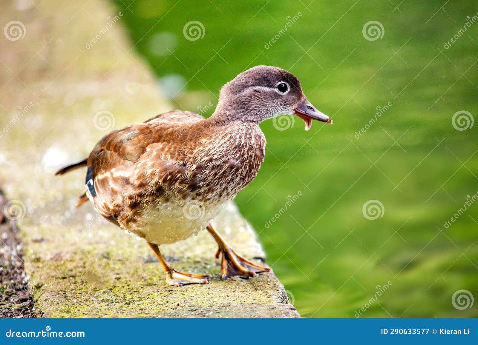 female mandarin duck (aix galericulata) in phoenix park, dublin, ireland