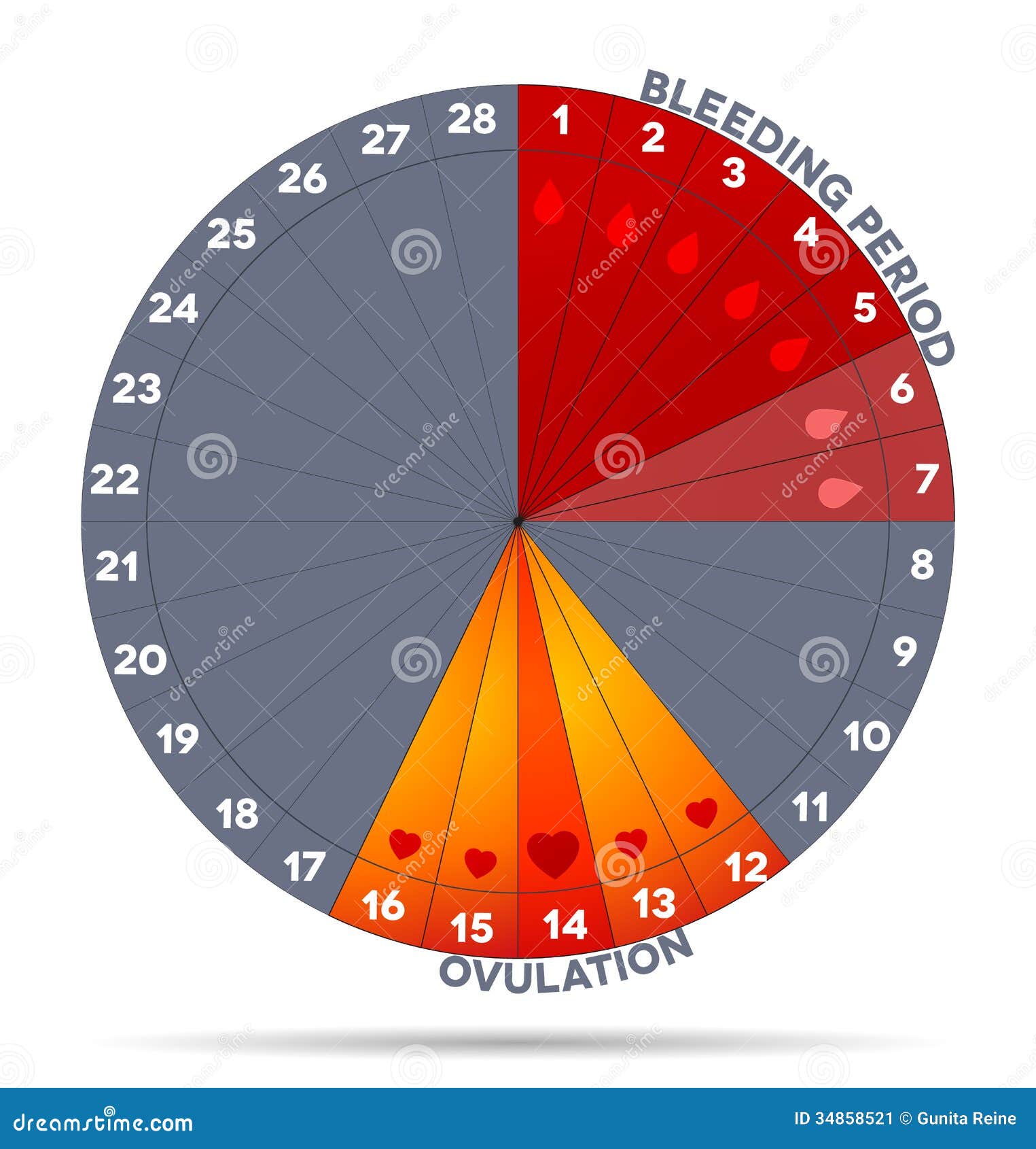 Female Menstrual Cycle Graphic Stock Vector - Illustration of