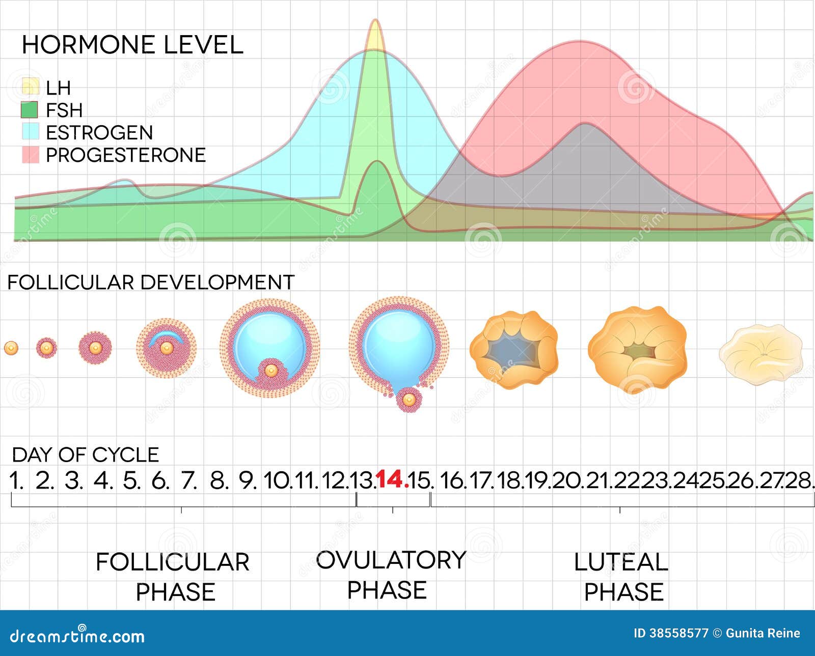 female menstrual cycle, ovulation process and hormone levels