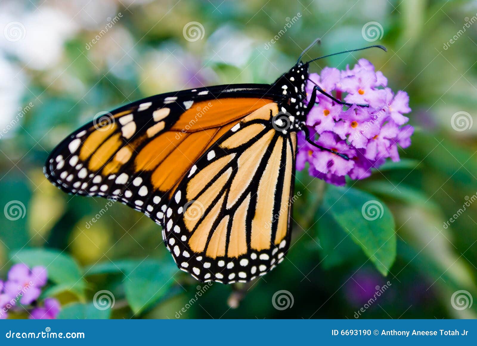 female monarch butterfly (danaus plexippus)