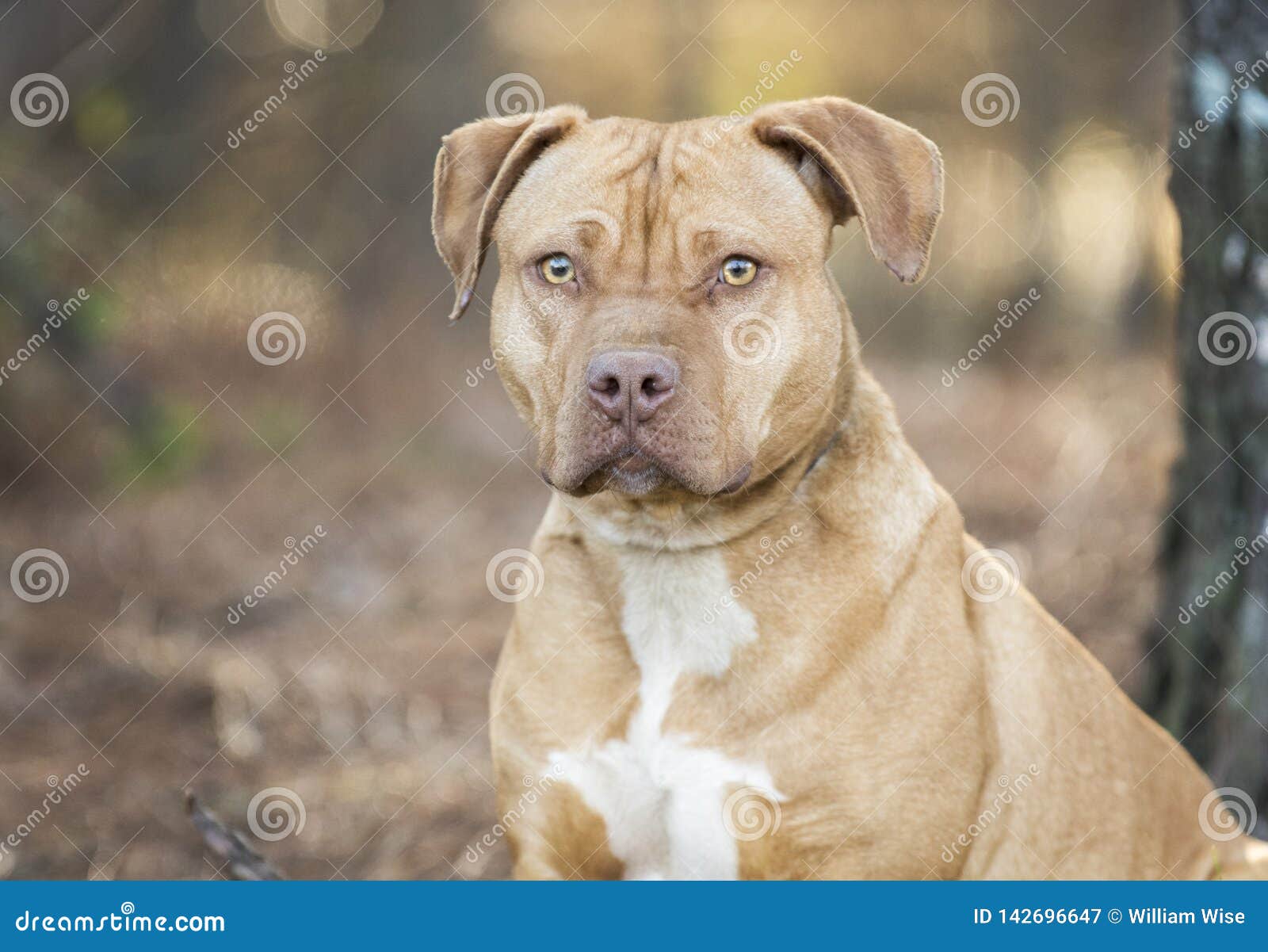 american pitbull terrier puppies