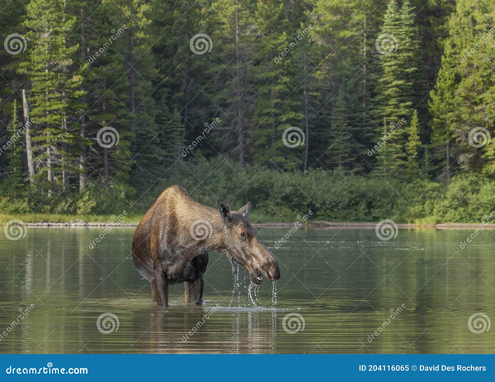 female moose alces alces feeding in fishercap lake, glacier national park