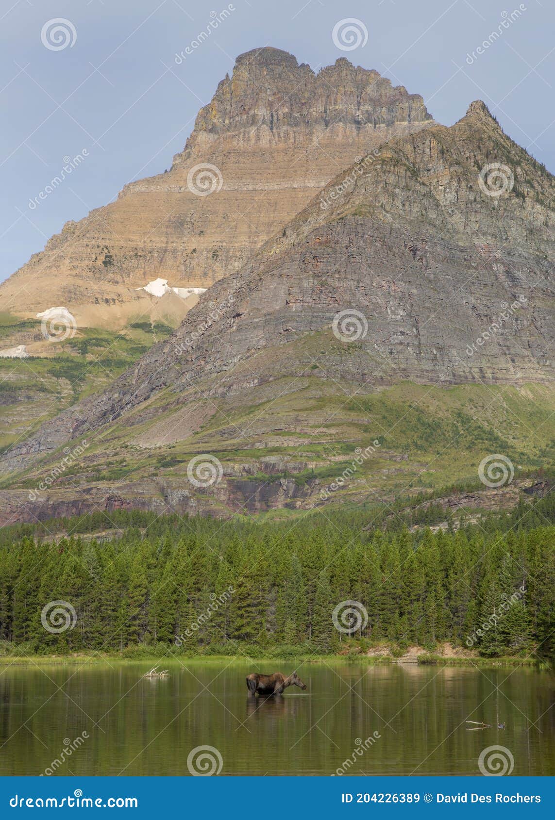 female moose alces alces feeding in fishercap lake, glacier national park