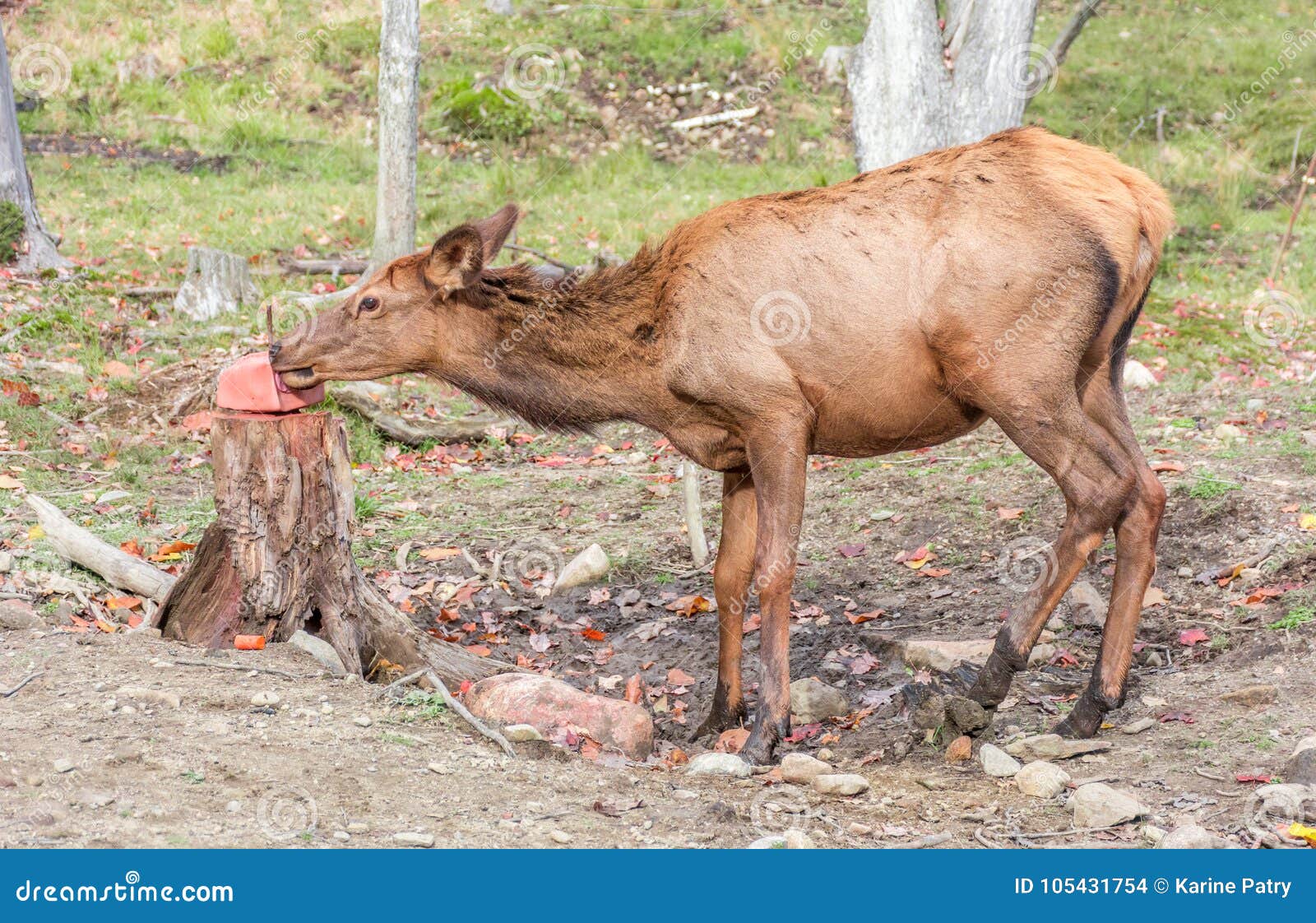 Licking Female