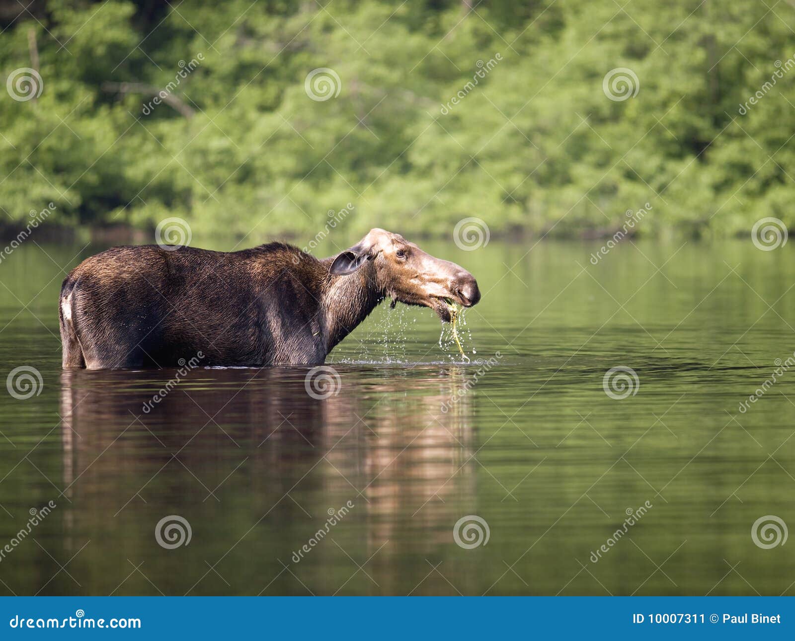 female moose mammal a