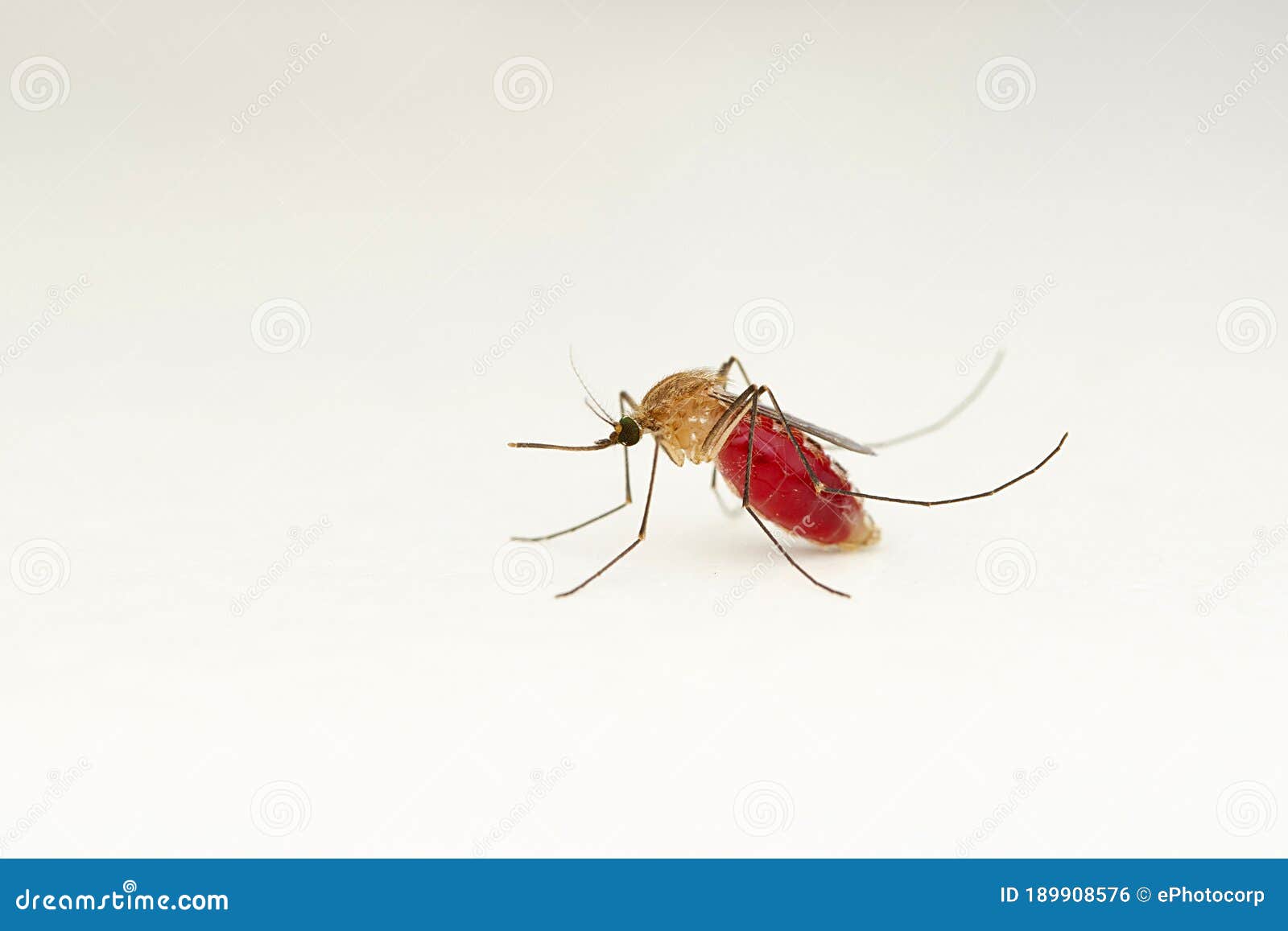 Anopheles Mosquito Stock Photography | CartoonDealer.com #73447940