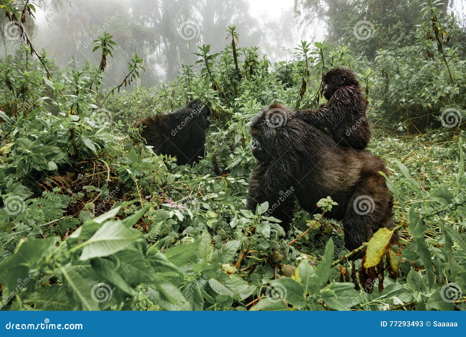 a female mountain gorilla with a baby in rwanda