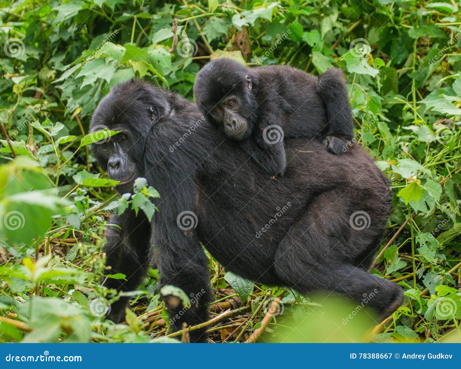 a female mountain gorilla with a baby. uganda. bwindi impenetrable forest national park.