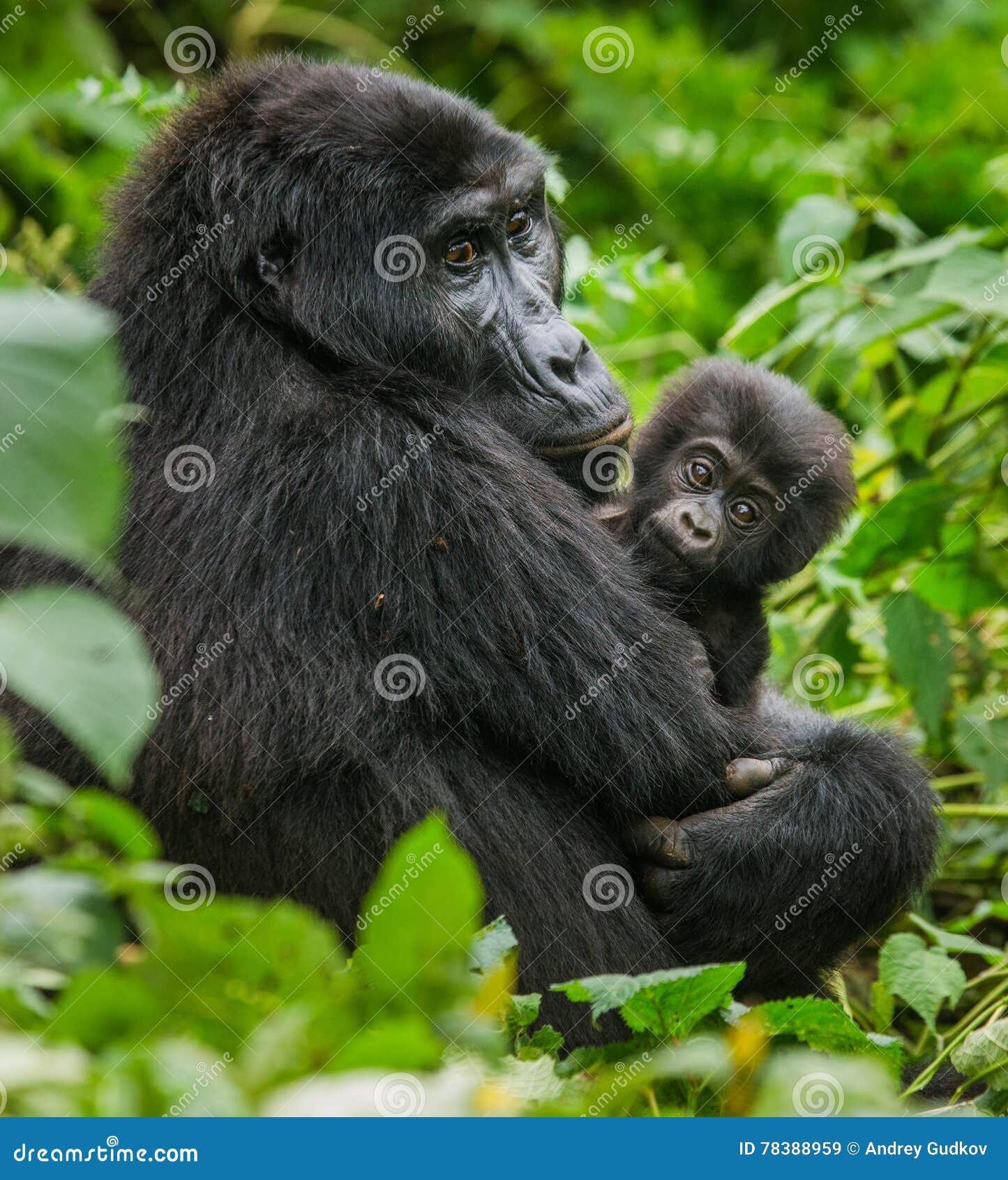 a female mountain gorilla with a baby. uganda. bwindi impenetrable forest national park.