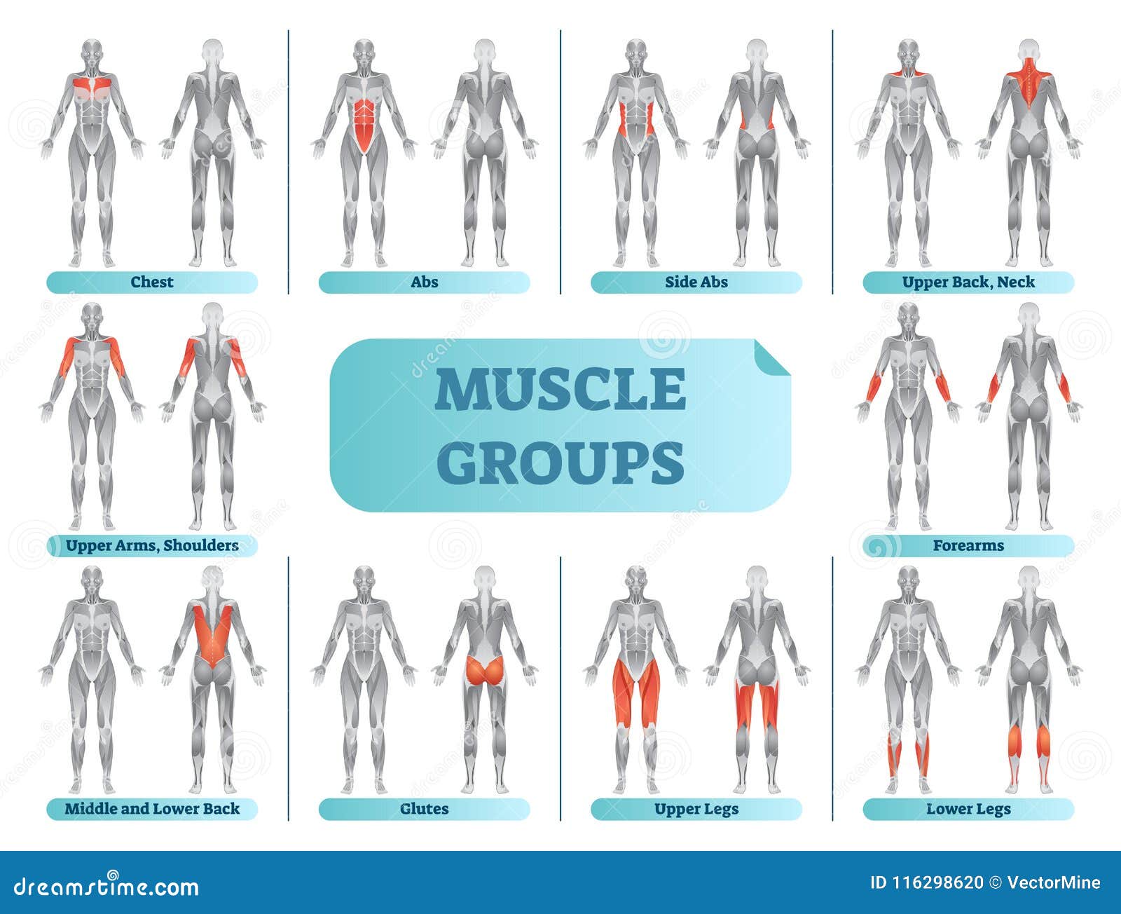 Muscle Group Workout Chart