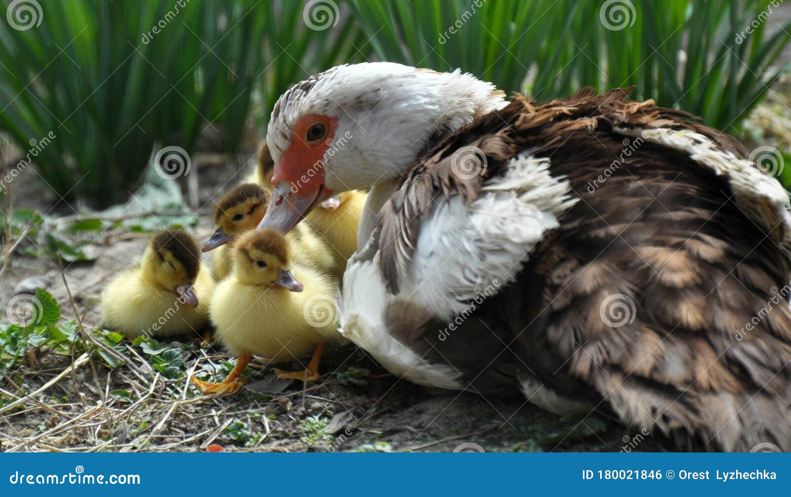 A Female Muscovy Duck Cairina Moschata with Her Young Brood Stock Photo ...