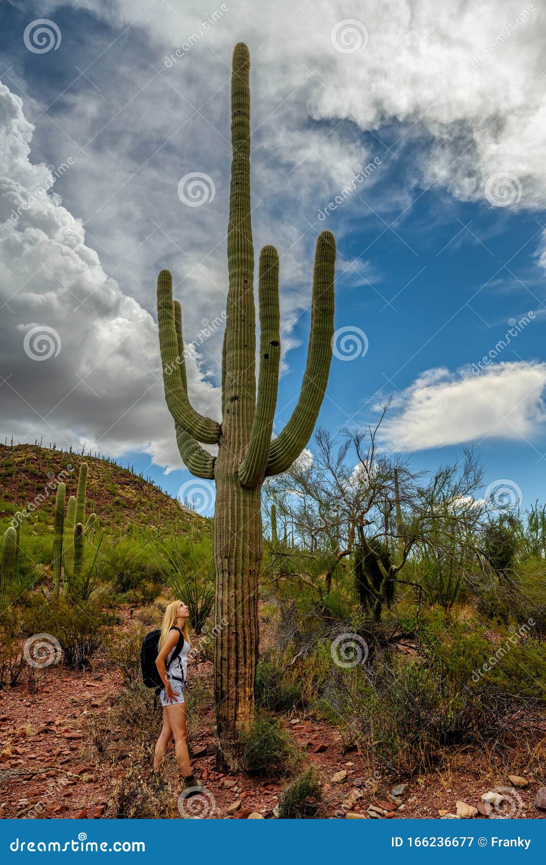female nature lover admiring the saguaro cactus carnegiea gigantea in saguaro national park, arizona