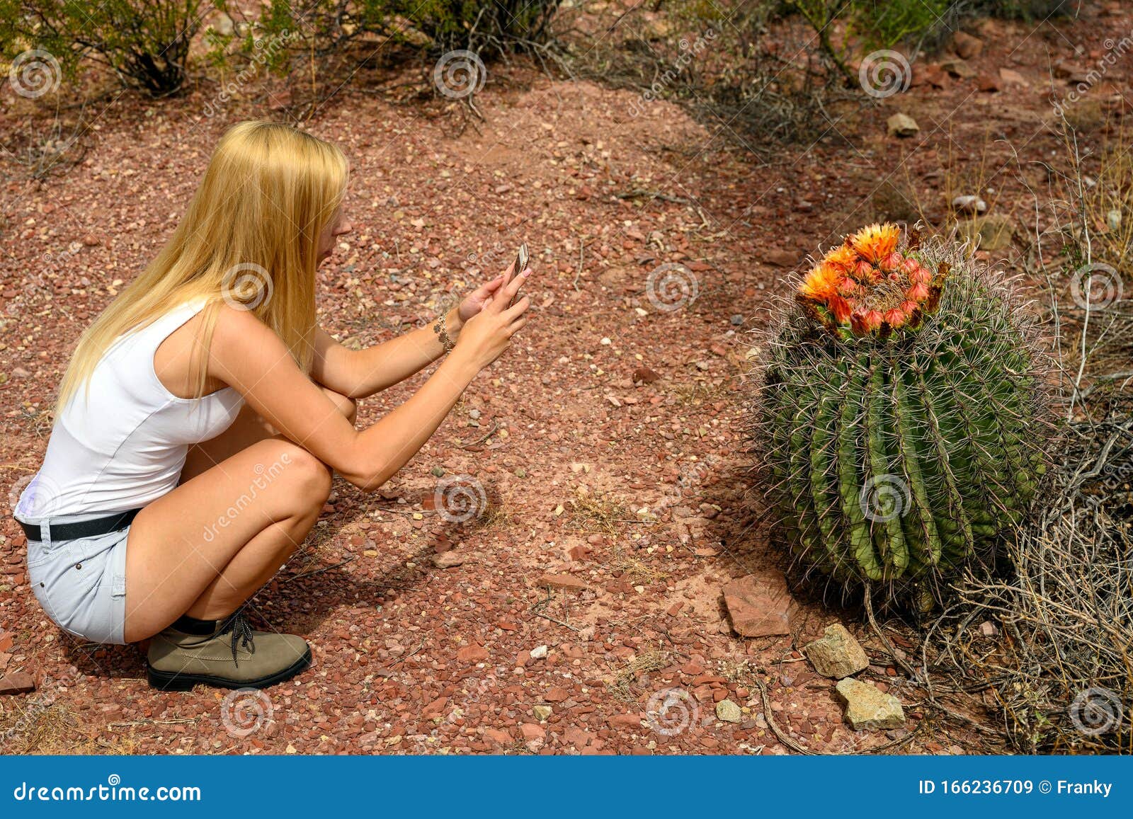 female nature photographer taking photos of the saguaro cactus carnegiea gigantea in saguaro national park, arizona