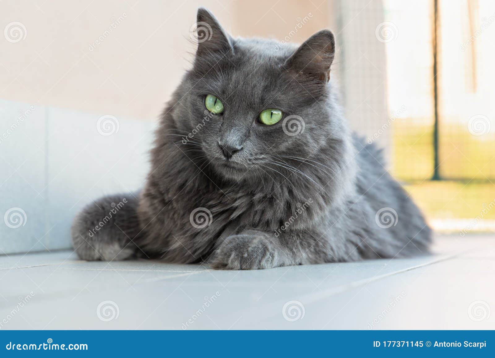43++ Nebelung cat nature Funny Cats