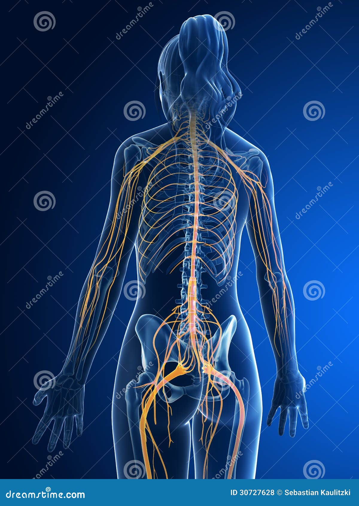 Female nerve system stock illustration. Illustration of cerebellum