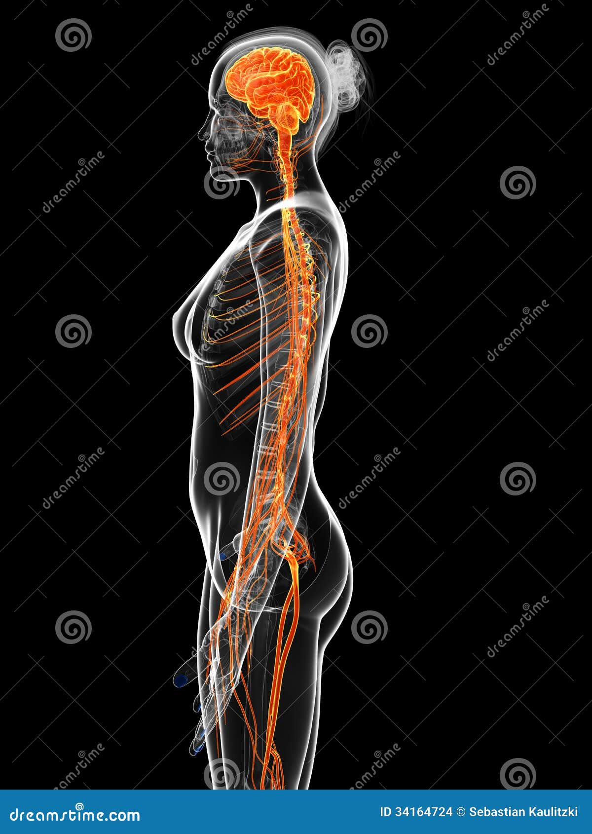 The female nervous system stock illustration. Illustration of painful -  34164724
