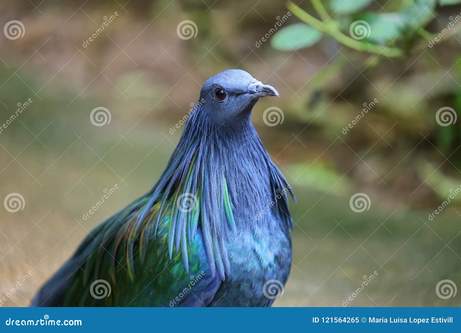 female nicobar pigeon caloenas nicobarica