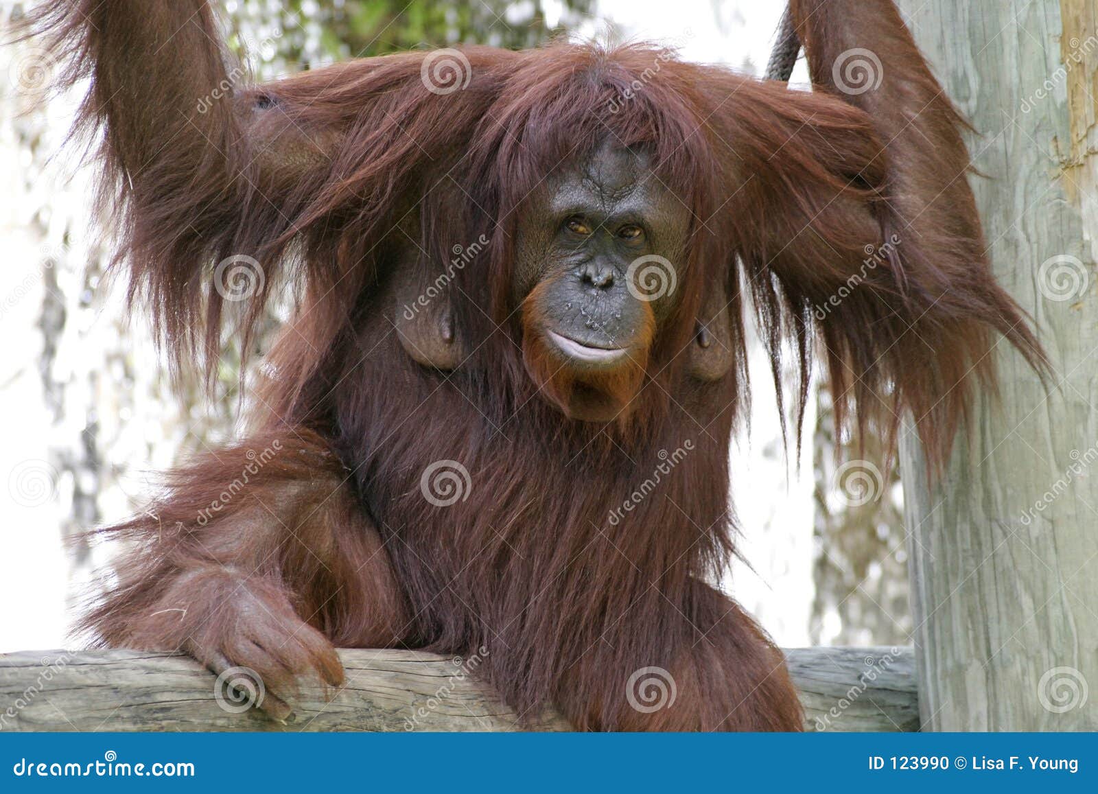 female orangutan