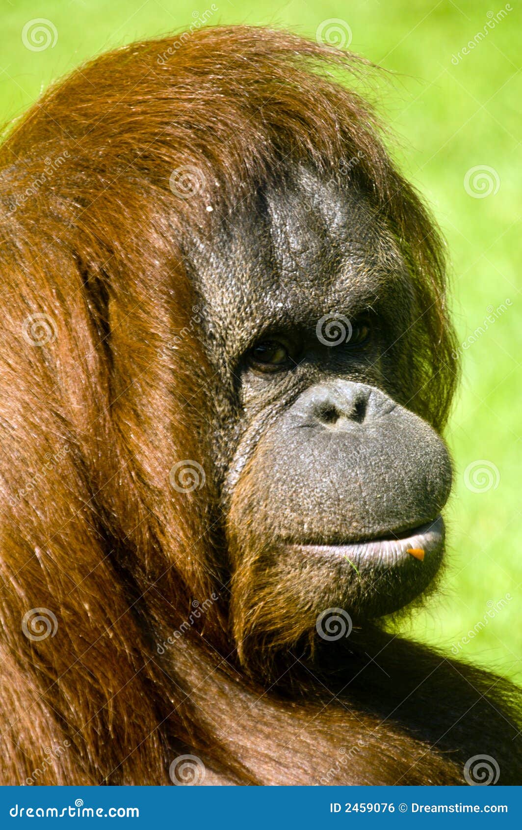  Female  Orangutan  stock photo Image of look closeup calm 