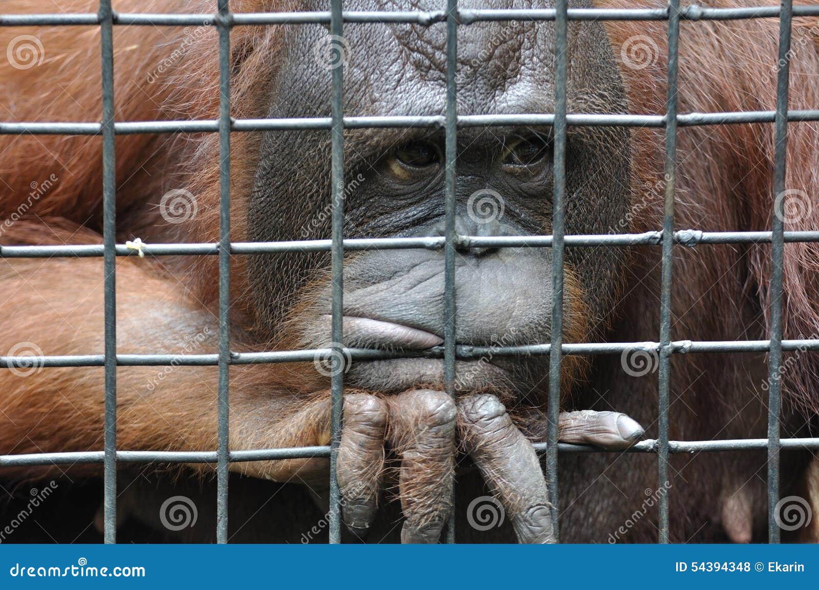 Female Orangutan in Animal Cage Feeling Sad Stock Photo Image of