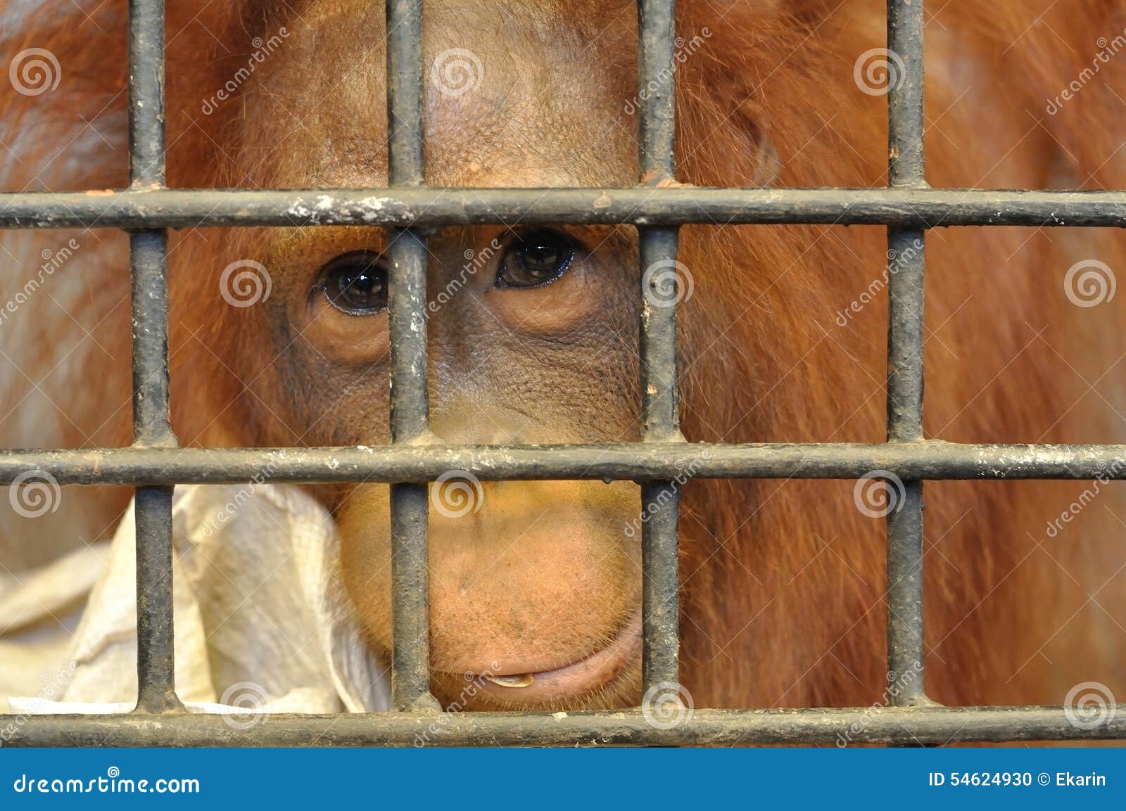 Female Orangutan in Animal Cage Feeling Sad Stock Photo Image of