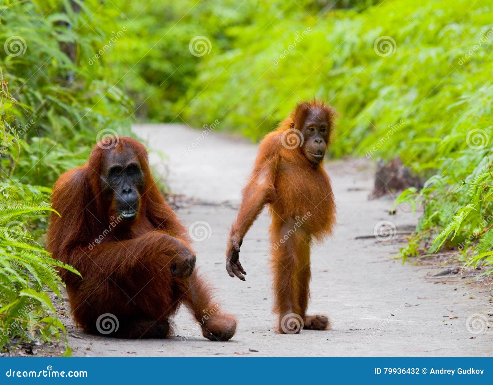 the female of the orangutan with a baby on a footpath. funny pose. indonesia.