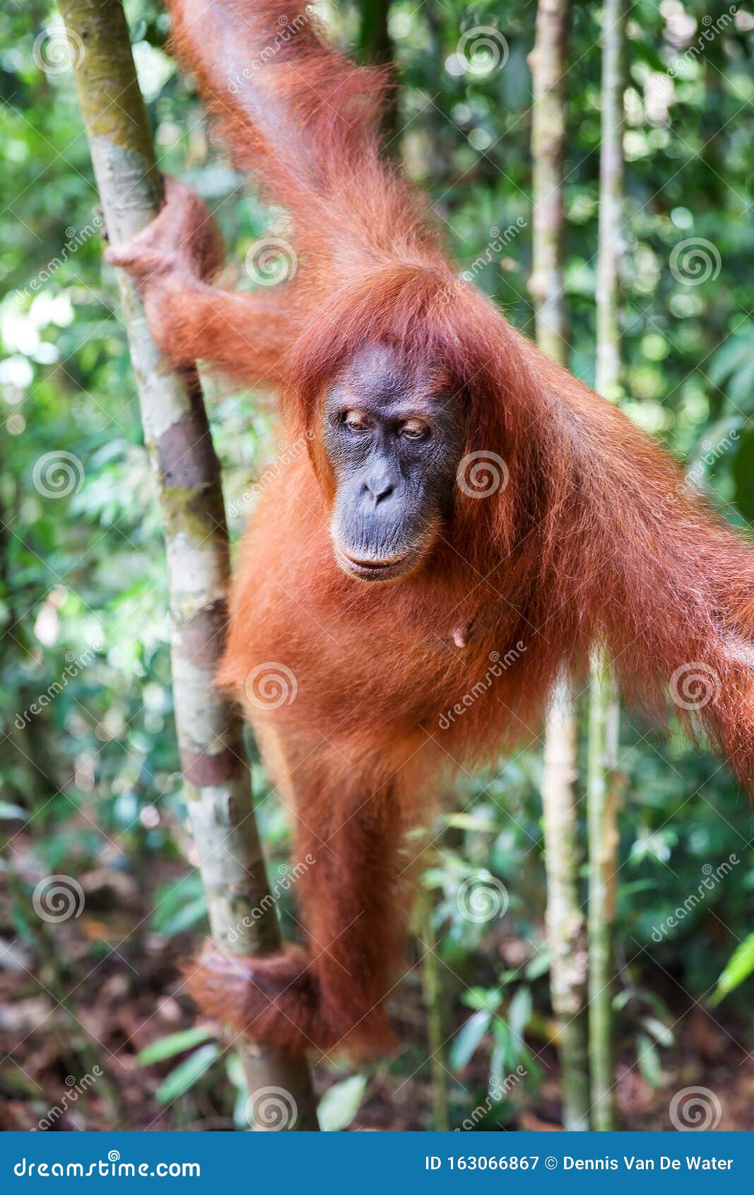  Female  Orangutan  Portrait In The Wild Stock Image Image 