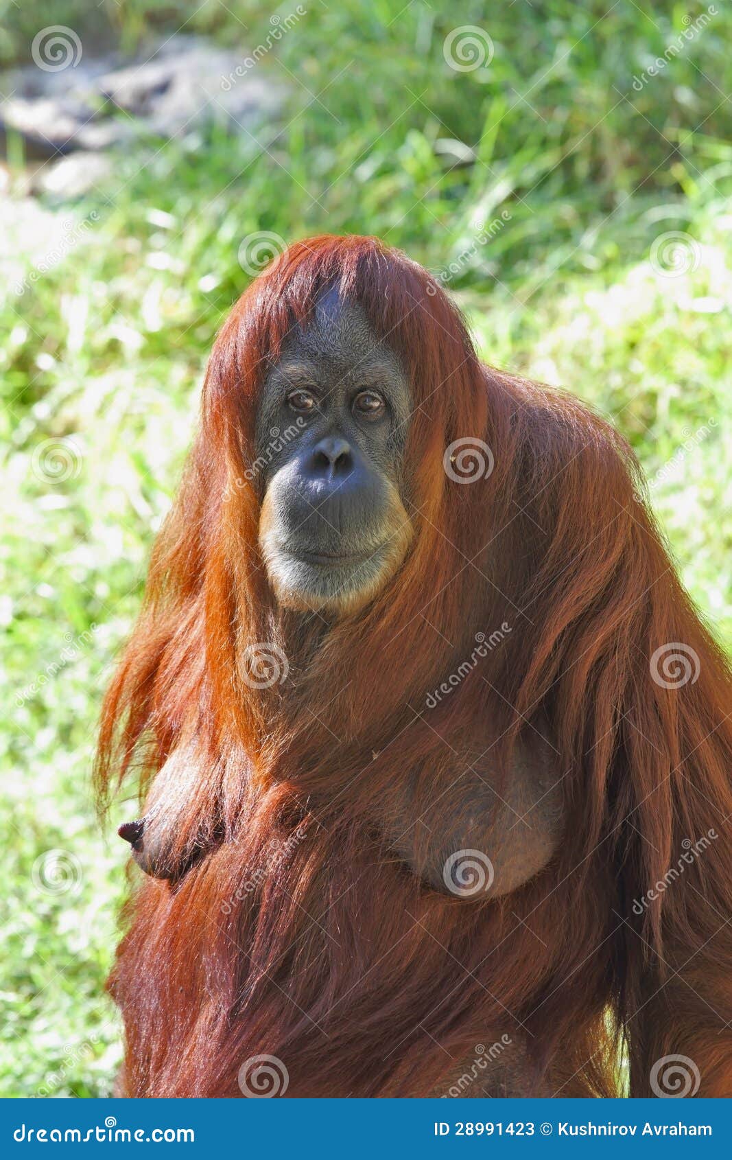 A Female  Orangutan Thoughtfully Looking Stock Image 