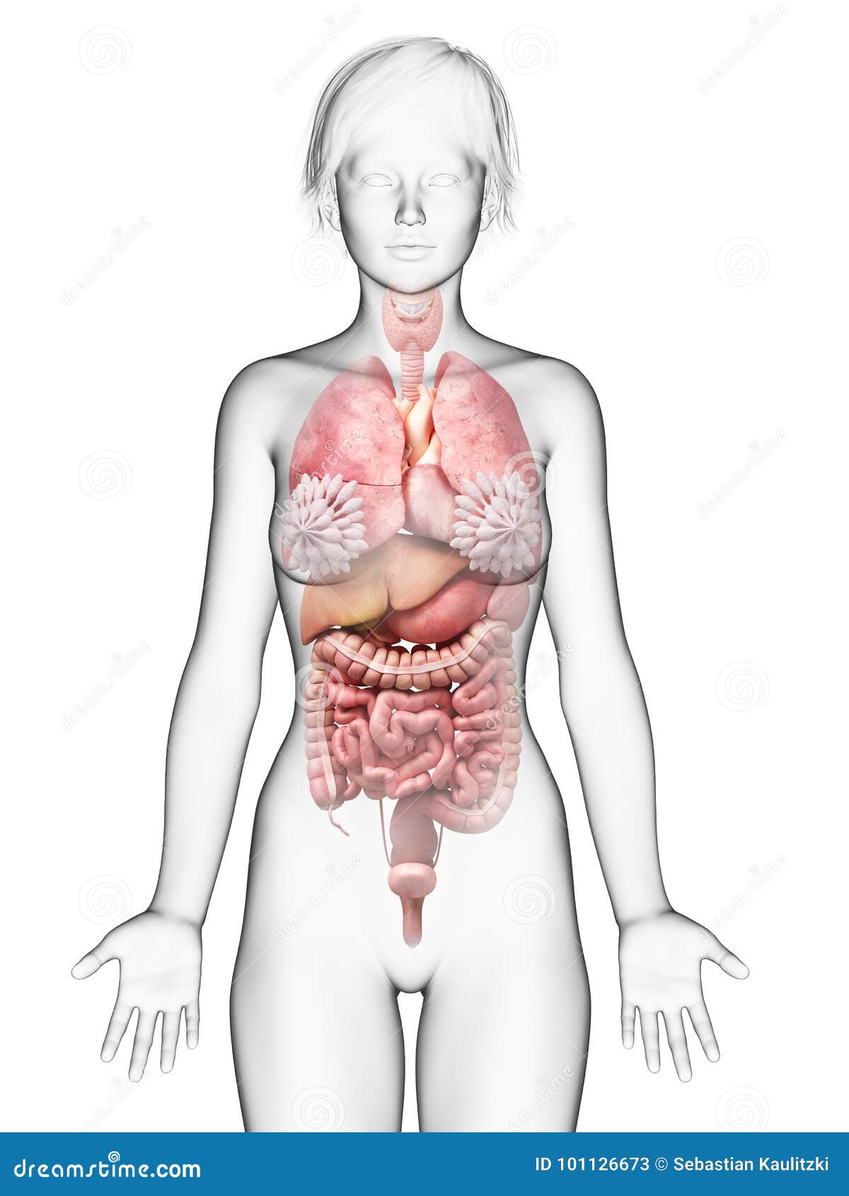 The Female Organs Stock Illustration Illustration Of Liver 101126673