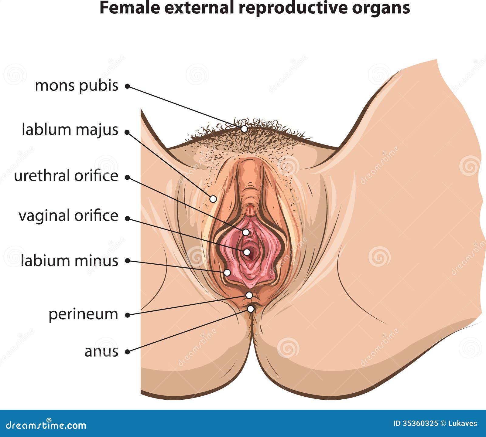 S E X Organ Of Women 50