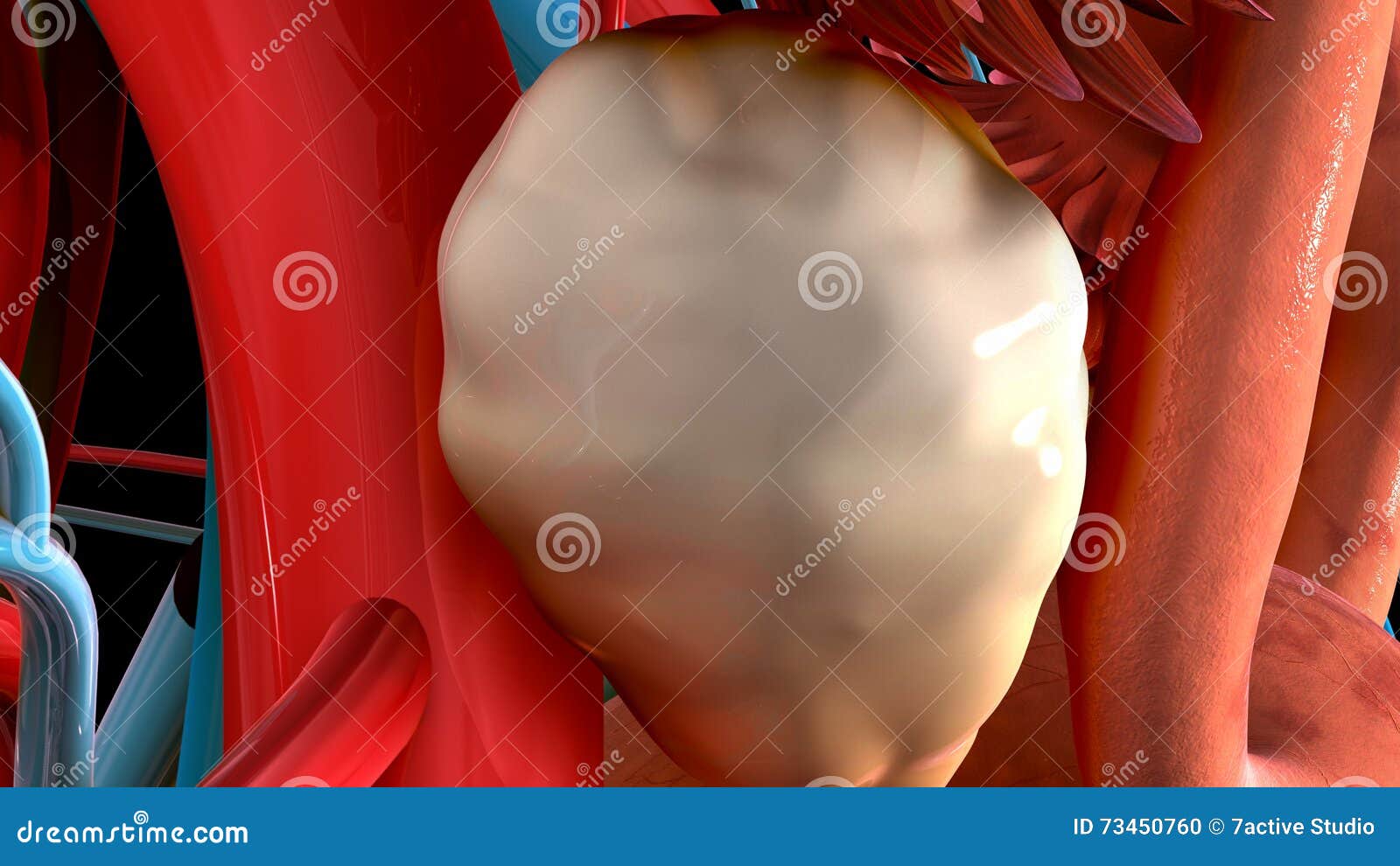 female ovary