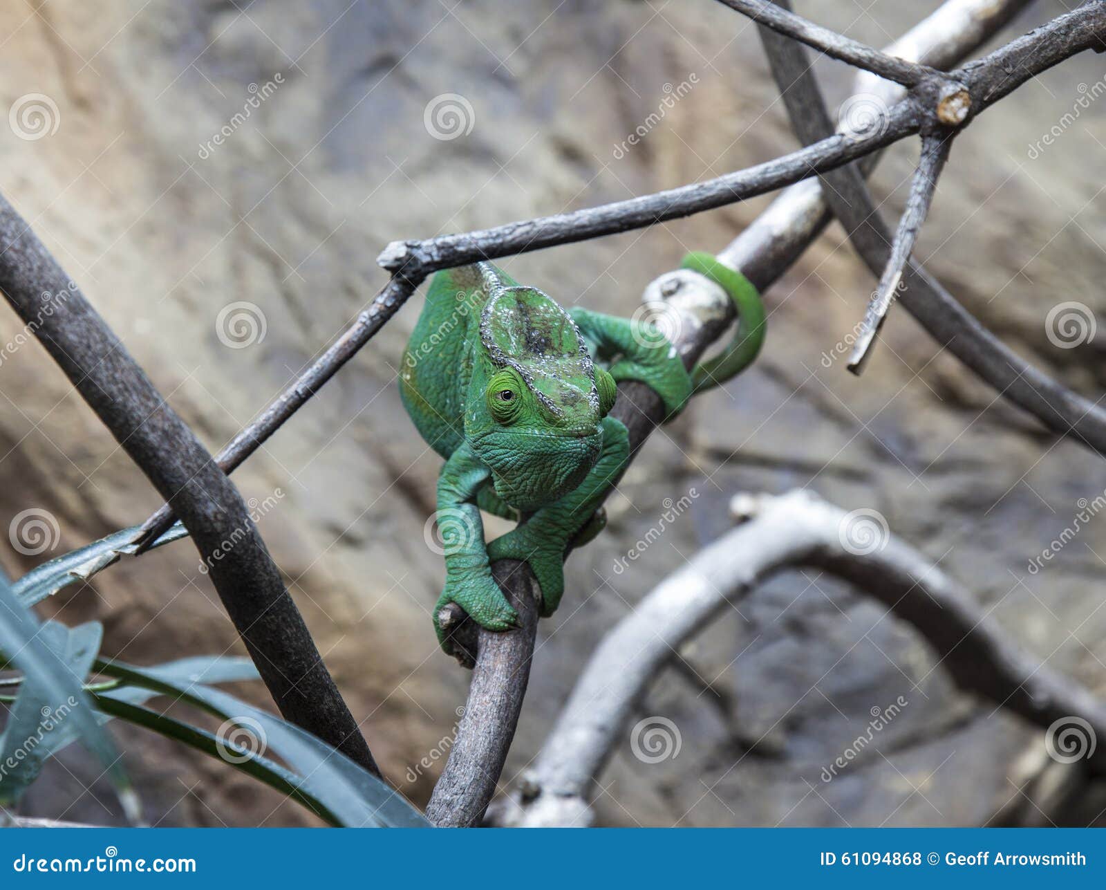 female parsons chameleon