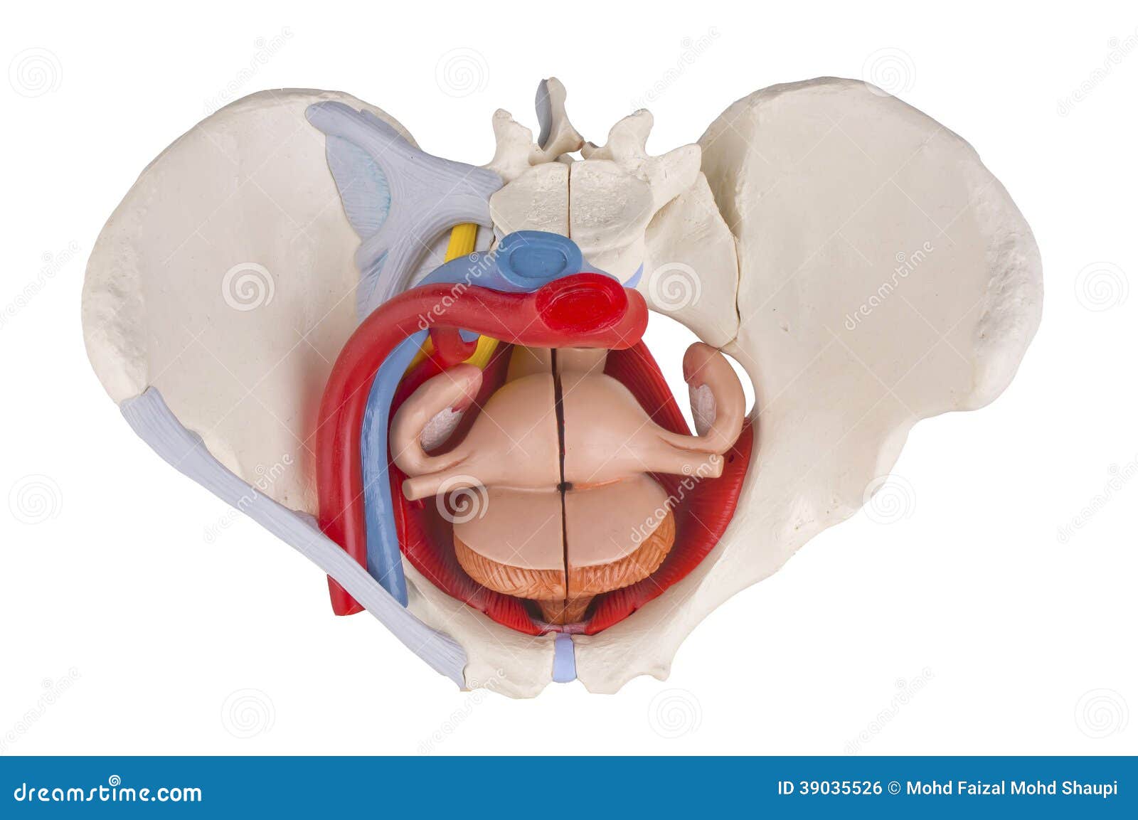 14,000+ Pelvis Anatomy Stock Photos, Pictures & Royalty-Free