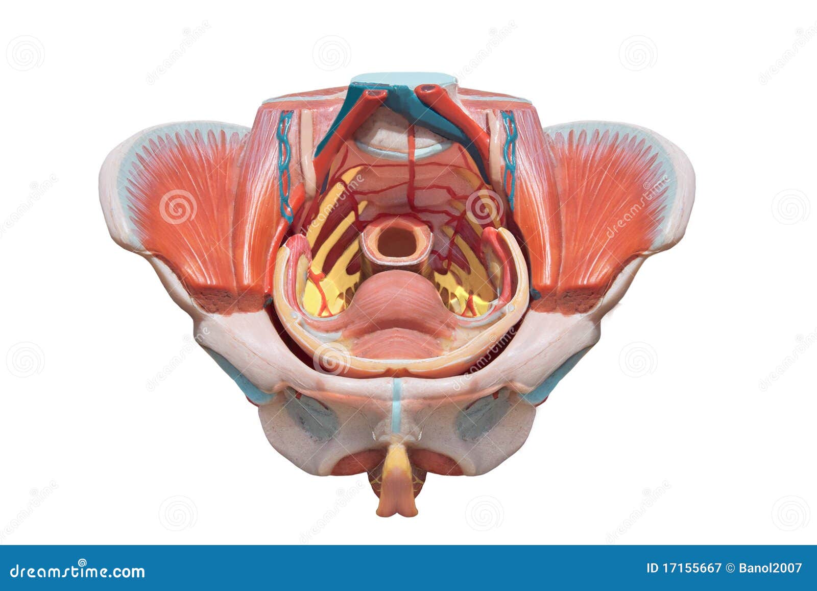 female pelvis . reproduction system anatomy