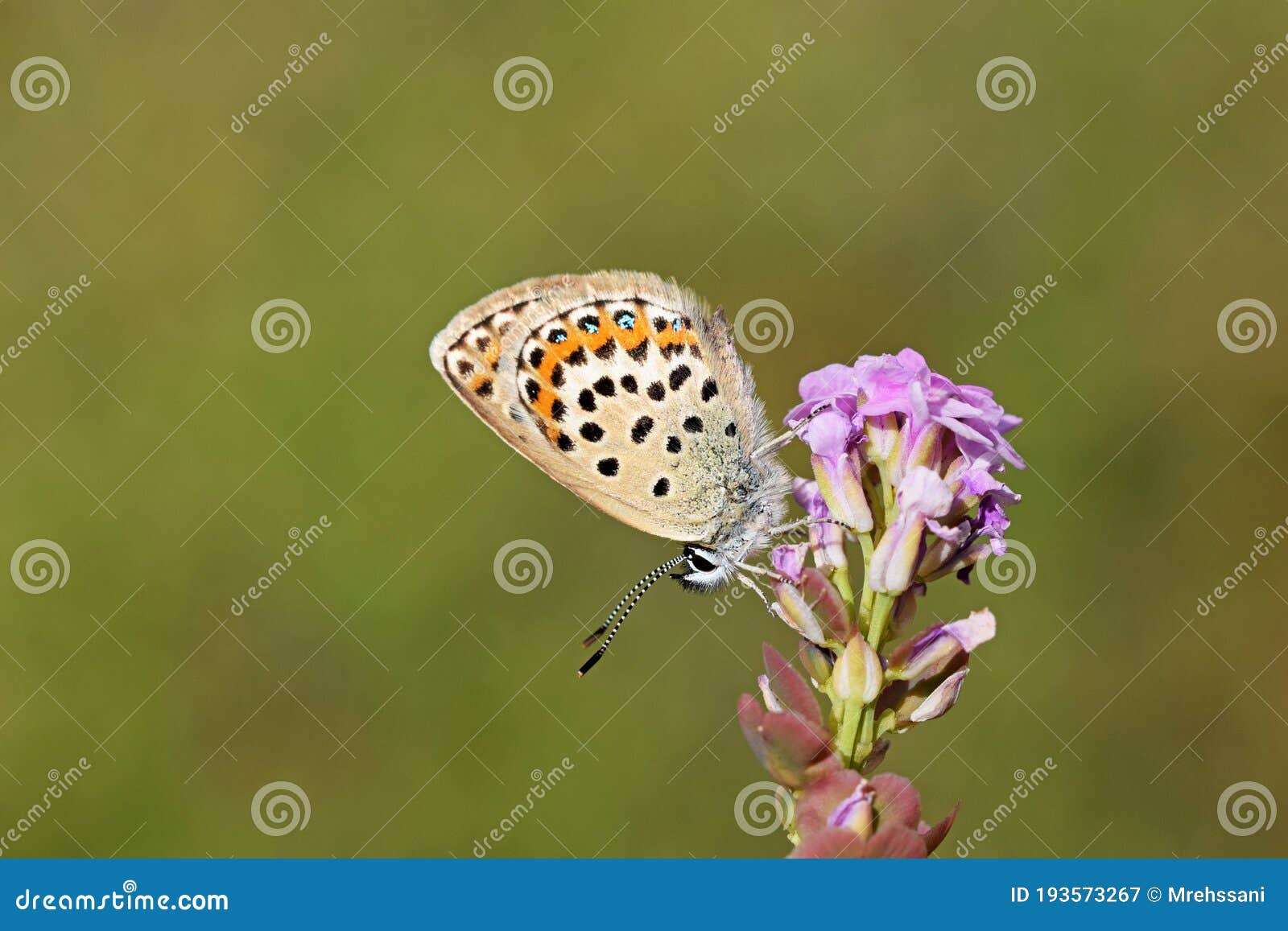 female plebejus idas , the idas blue or northern blue butterfly on flower