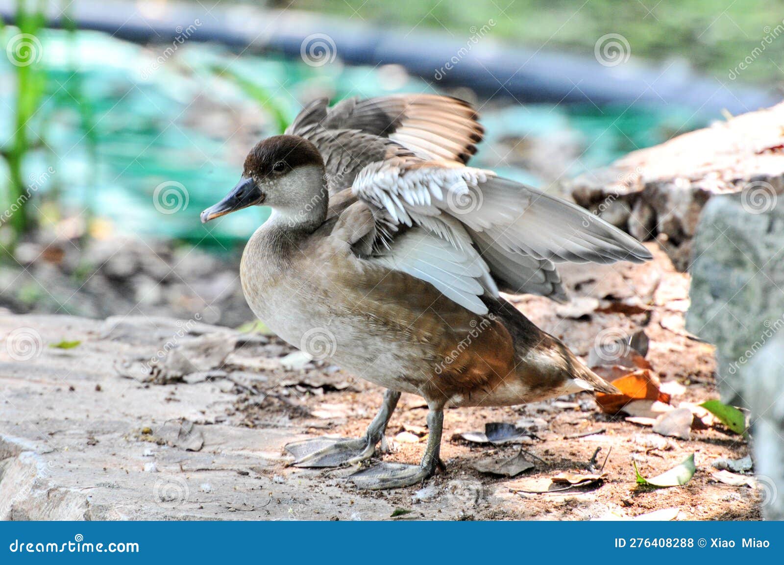 female pochard red headed diving duck in a pond