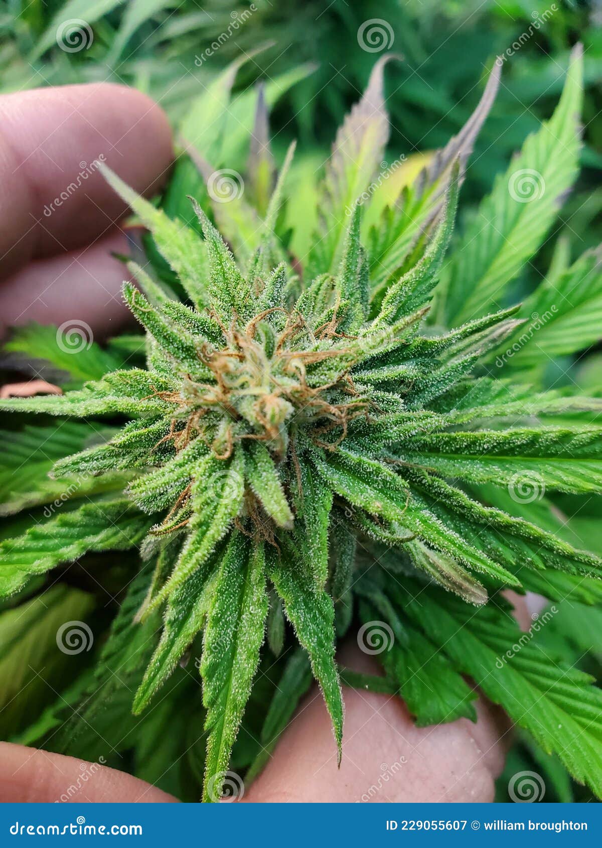 Female pot plant bud stock image. Image of evergreen 229055607