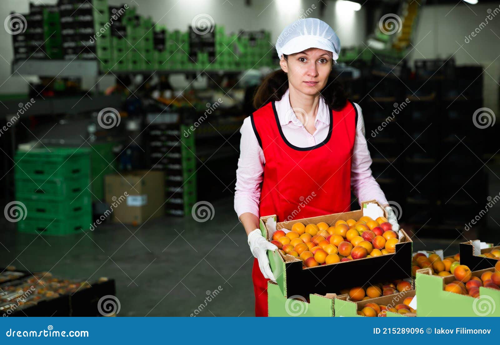 Female in Process of Sorting and Packaging Apricots Stock Photo Image
