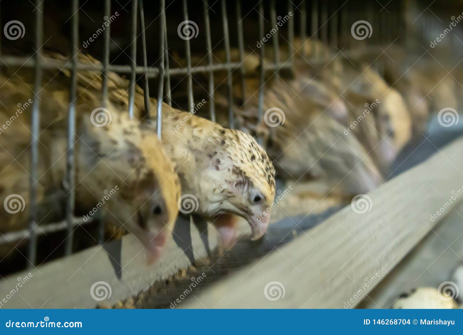 female quails peck feed on the farm