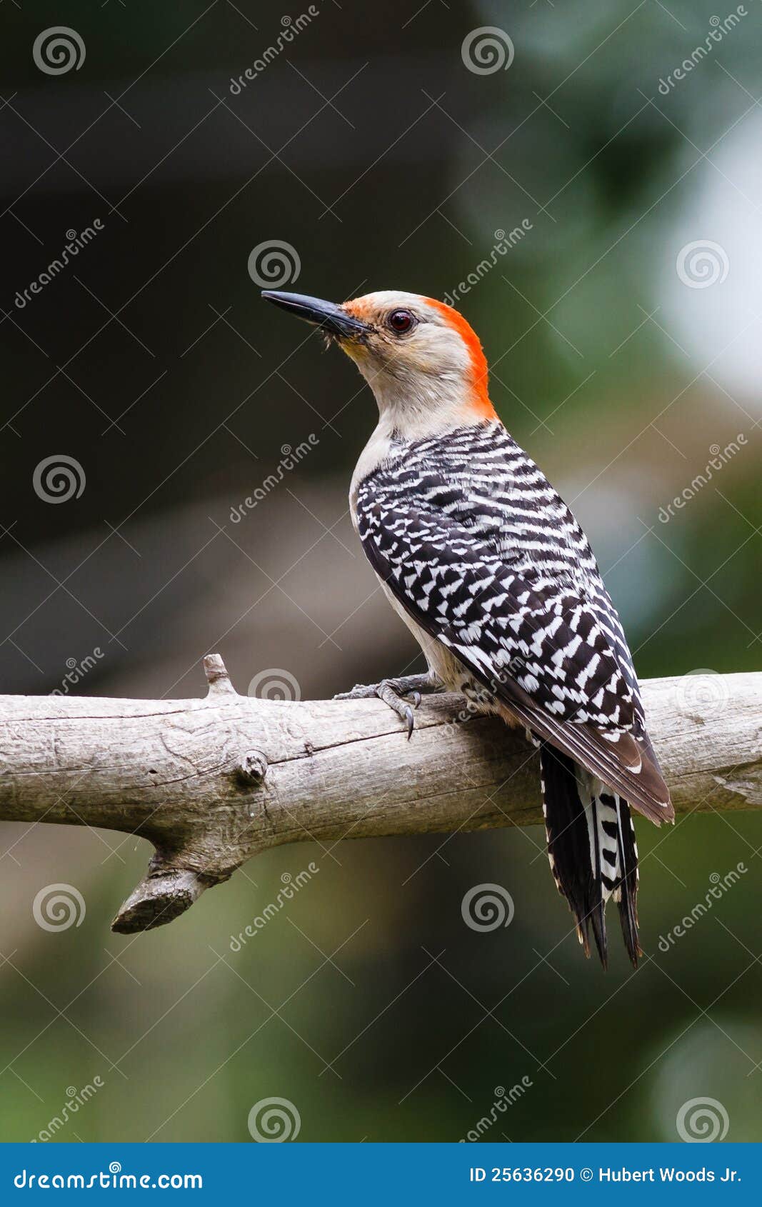 Female Red-bellied Woodpecker Stock Photo - Image of perched, bird