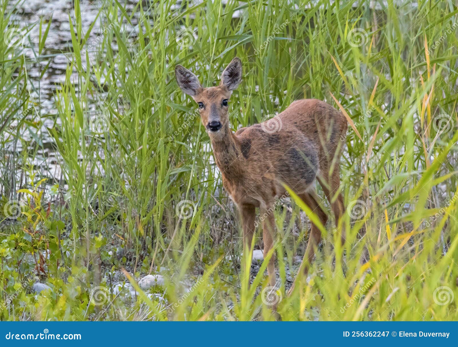 Female Red Deer Hind, Servus Elaphus, in the Grass Stock Image Image of mammal, grazing 256362247