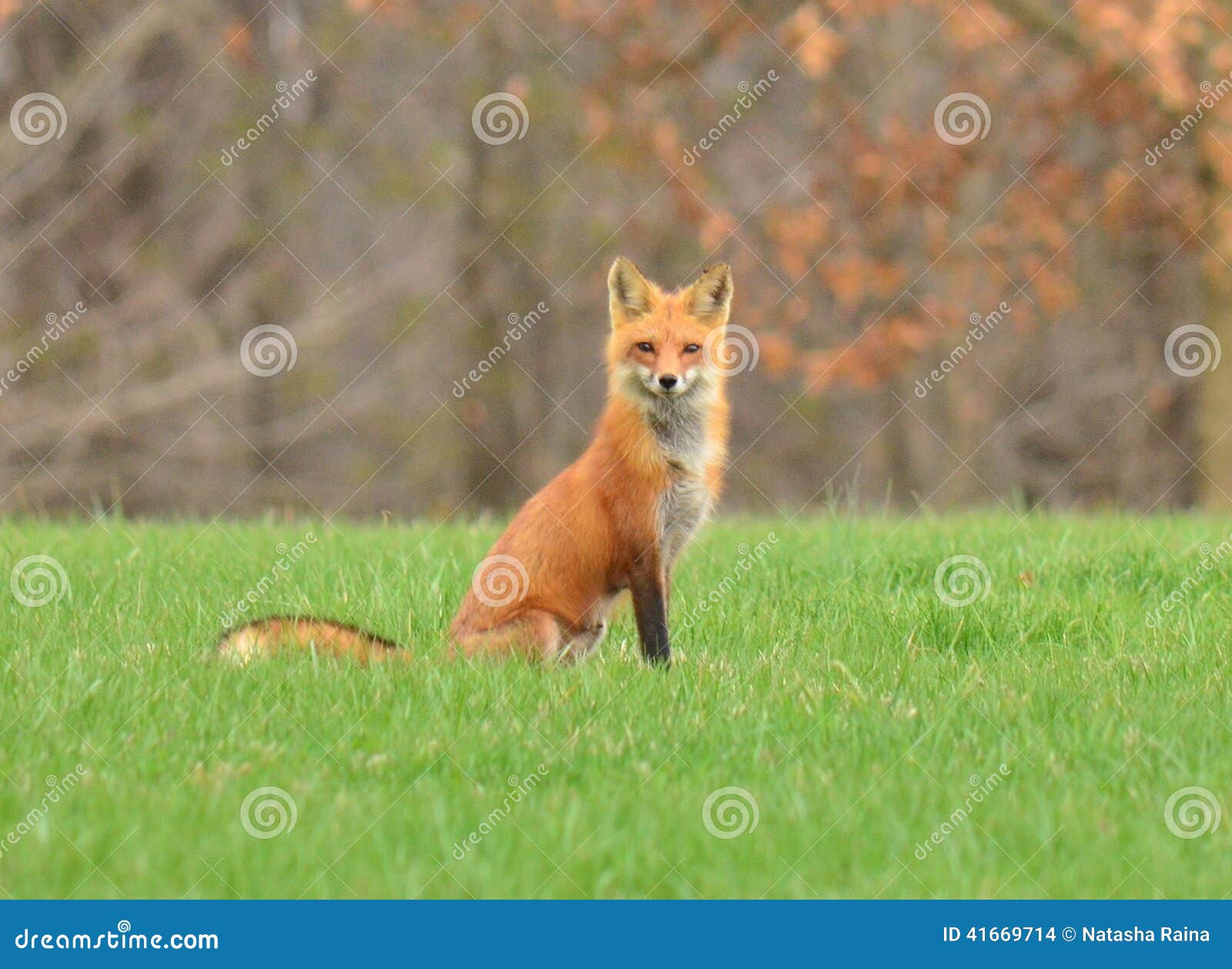 female red fox or vixen in nature