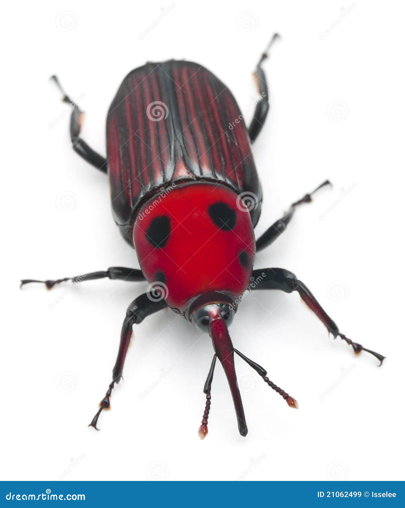 asian red palm weevil Tgp bdsm hanging execution
