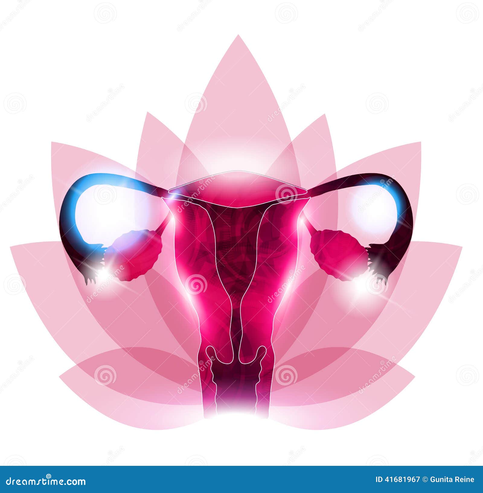 Female Reproductive Organs Flower Stock Vector - Image: 41681967