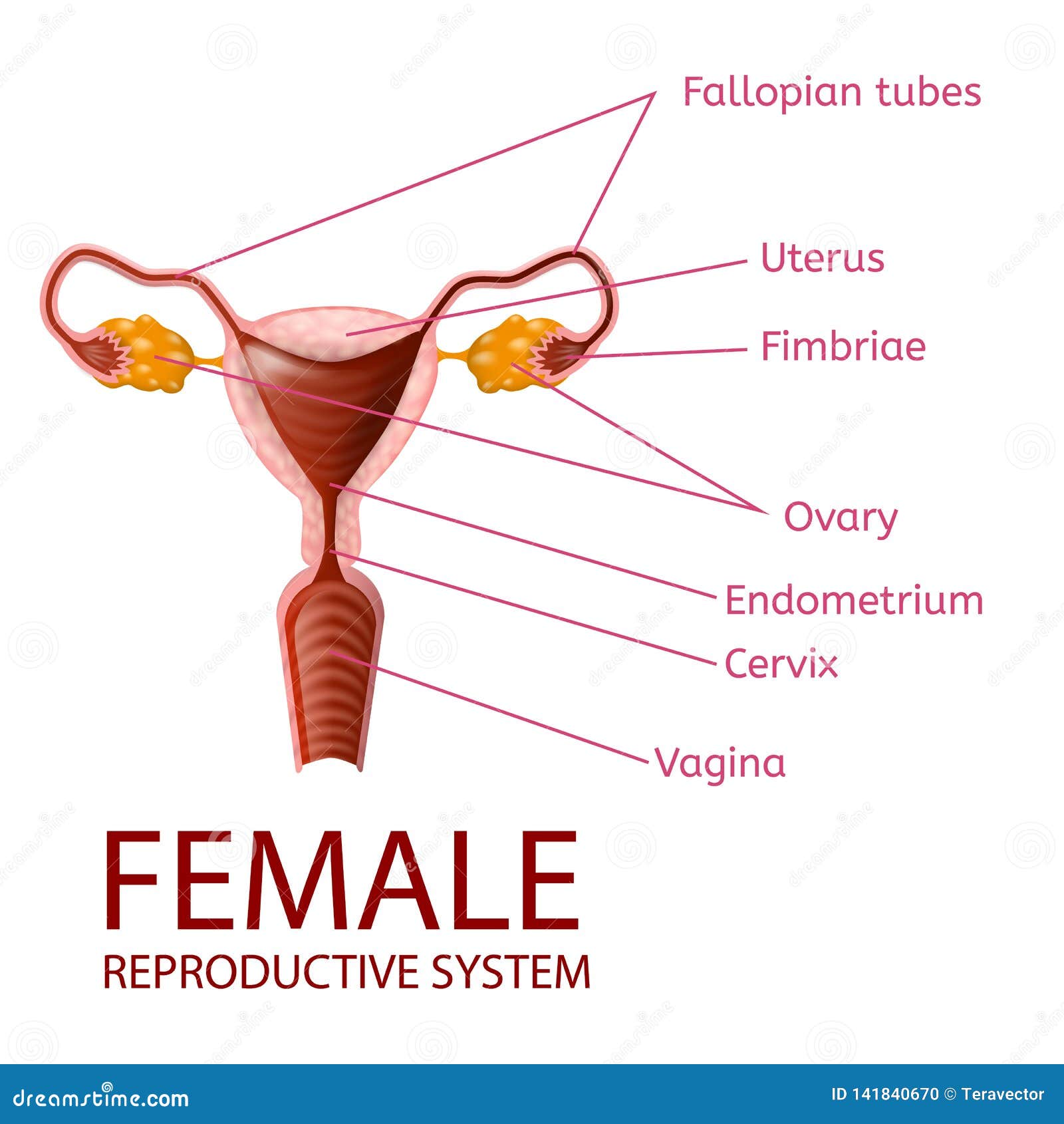 female reproductive system gynecological banner